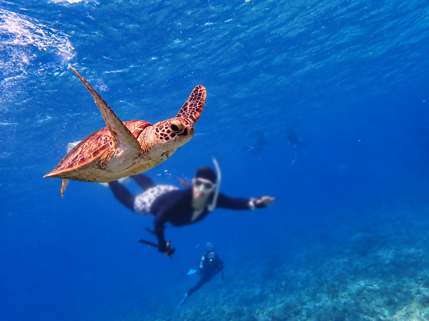 沖縄の海で出会ったウミガメ