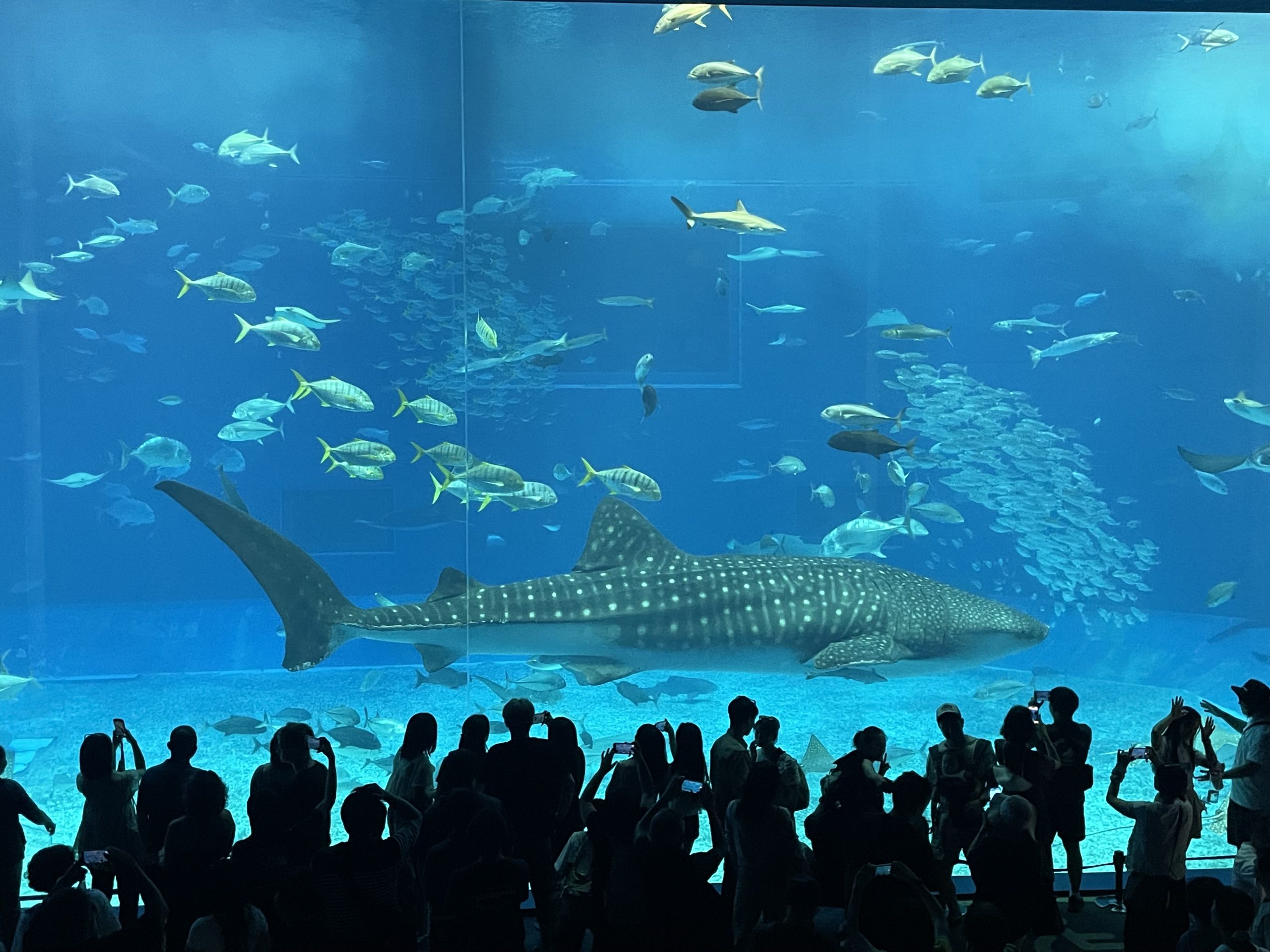 沖縄美ら海水族館のジンベエザメ